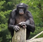 Avatar di Bonobo